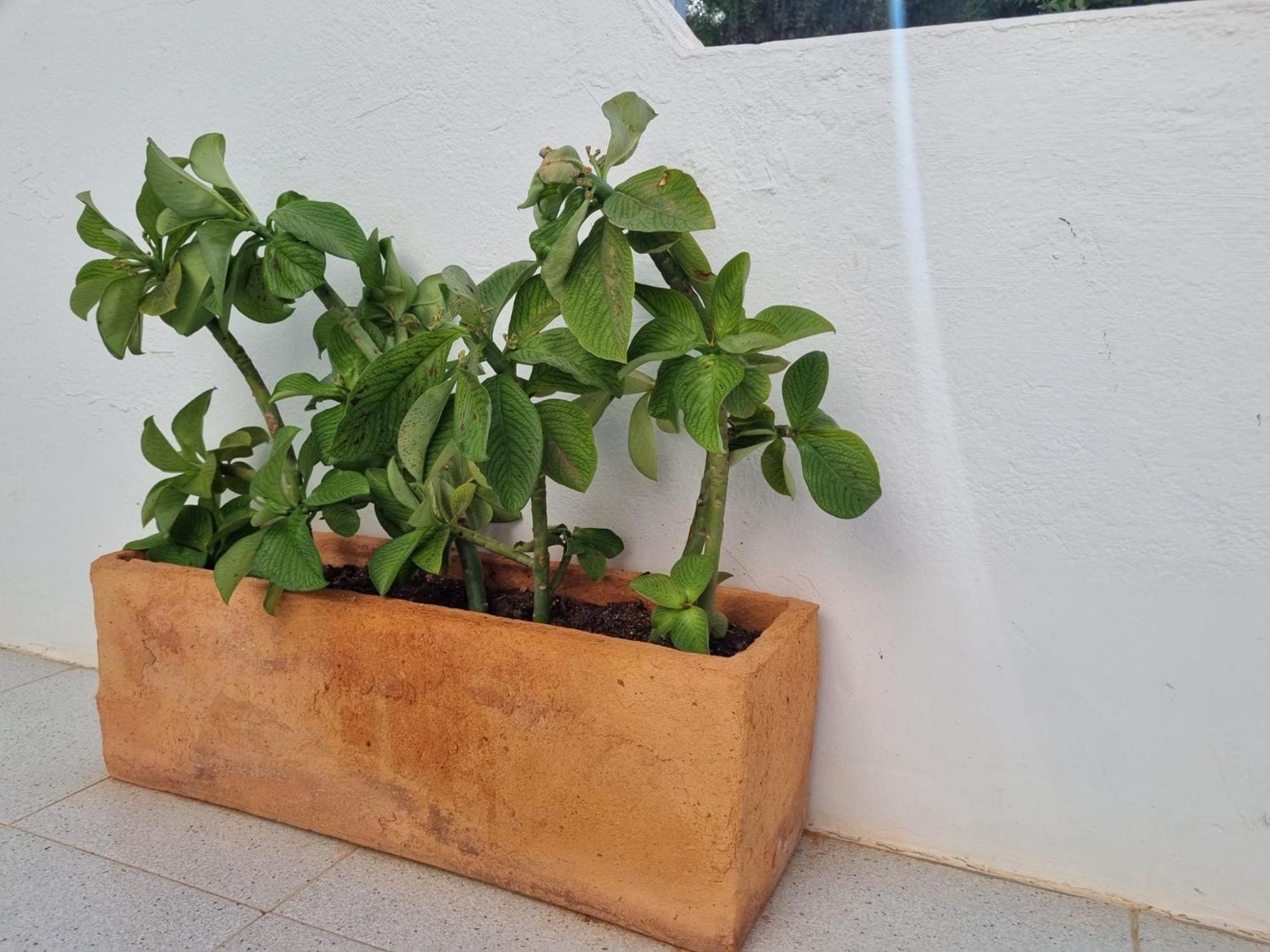 La Casa De Las Palomitas Corralejo Eksteriør billede